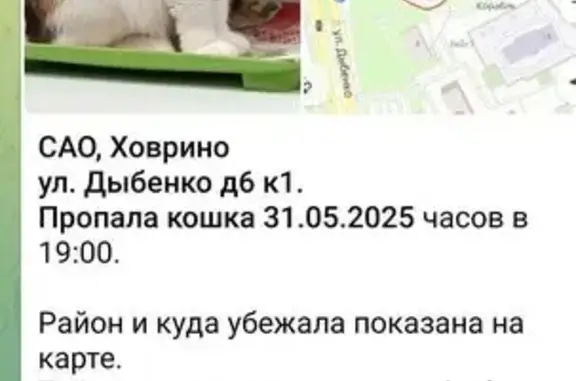 Пропала кошка, ул. Дыбенко, 6 к1, Москва