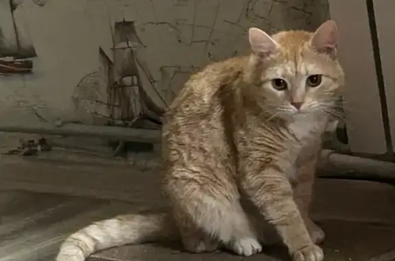 Пропала кошка на ул. Рубцова, 15