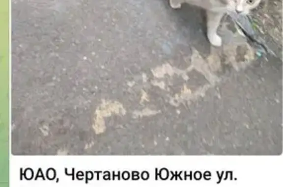 Найдена кошка, Россошанская ул, 3 к2А