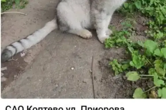 Кот найден: ул. Приорова, 7, Москва