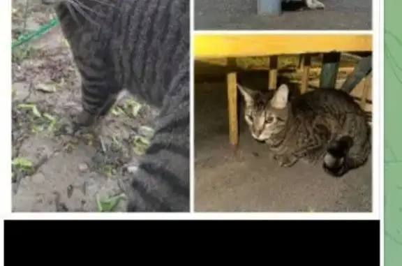 Кошка найдена, ул. Маяковского 13, Химки