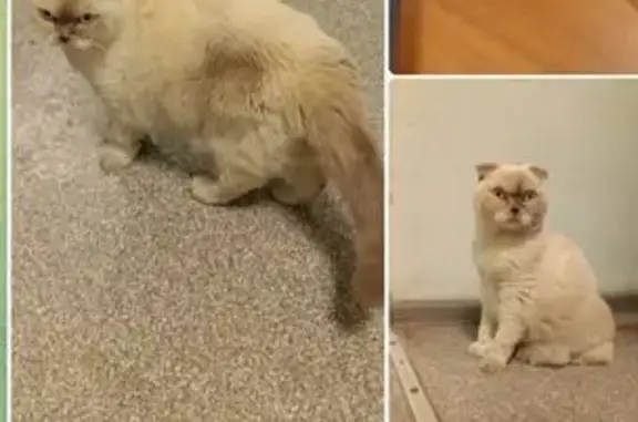 Вислоухий котик найден, ул. Андропова