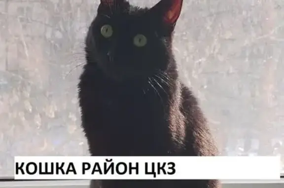 Кошки потеряшки, Майкоп, фото: Потеряшка кошка, Майкоп, Железнодорожная 158
