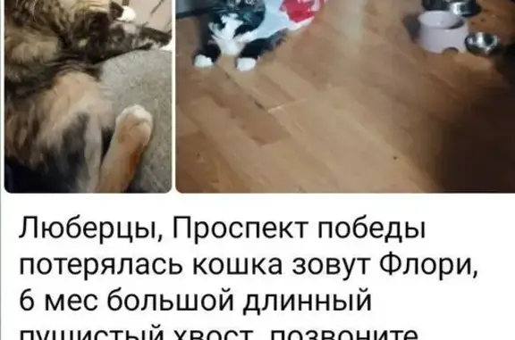 Пропала кошка, пр. Победы 13, Люберцы