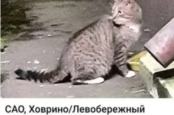Найдена кошка, Левобережная 4 к22