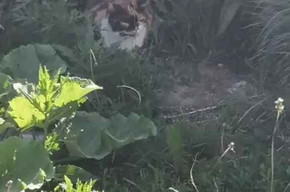 Кошка найдена: Приречная 8, Барнаул