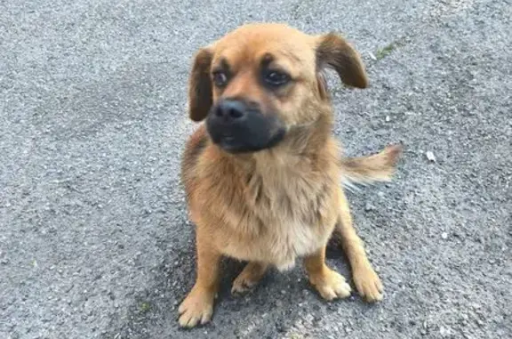 Собака найдена на Сормовской 193/1, Кр.