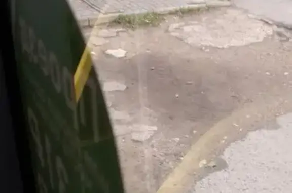 Собака найдена у Перхоровича, 2, Воронеж