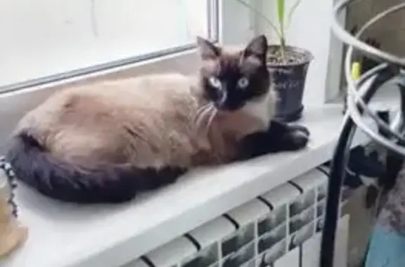 Кошки потеряшки, Боровичи, фото: Потеряшка кошка на Карла Либкнехта, 82