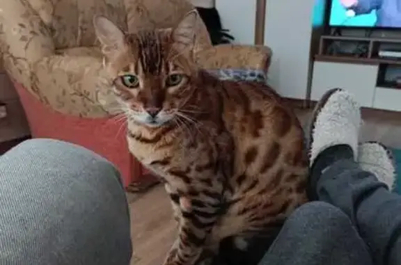 Пропала кошка, МО, загородный дом