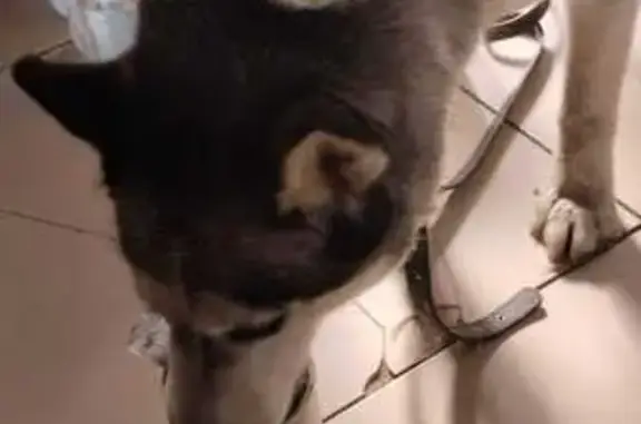 Собака найдена, ул. Баумана 11Б, Йошкар-Ола