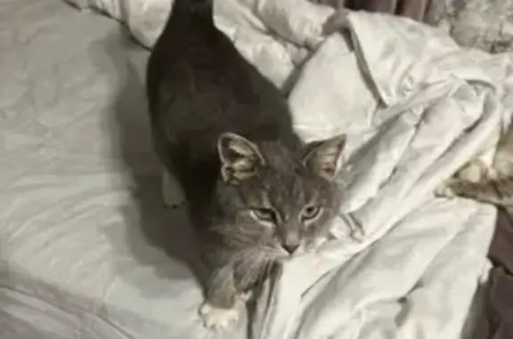 Потерянные животные Уфа, фото: Пропала кошка, ул. Ленина, 7, Уфа