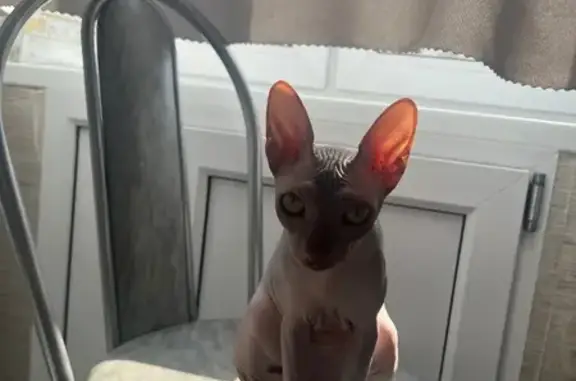 Кошки потеряшки, Тула, фото: Потеряшка кошка Боня, ул. М. Тореза, 4, Тула