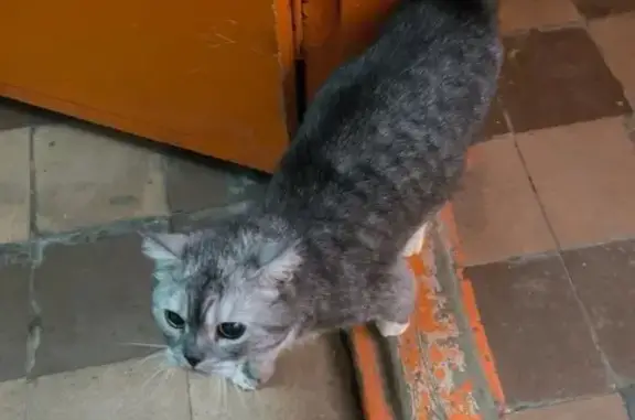 Найдена кошка, Сургут, фото: Кошка найдена, ул. Грибоедова, 7, Сургут