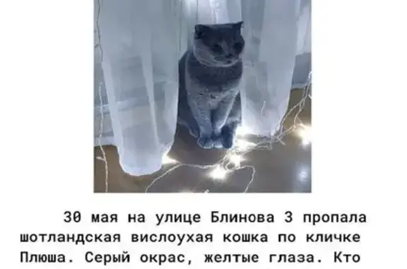 Потерянные животные Саратов, фото: Пропала кошка, ул. Блинова 3, Саратов