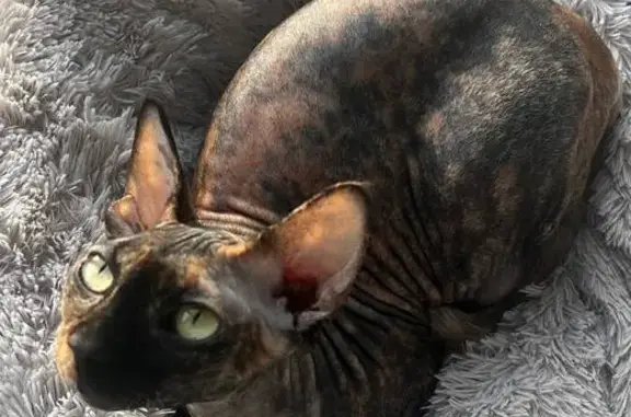 Кошки потеряшки, Вешки, фото: Потеряшка кошка, Яблоневая ул., 3, Вёшки