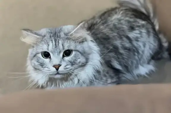 Кошки потеряшки, городской округ Ялуторовск, фото: Потеряшка кошка, Первомайская 71, Ялуторовск