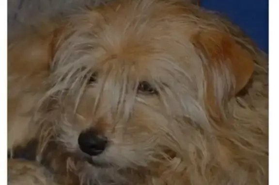 Найдена собака, Москва, фото: Найдена собака на ул. Вавилова, Москва