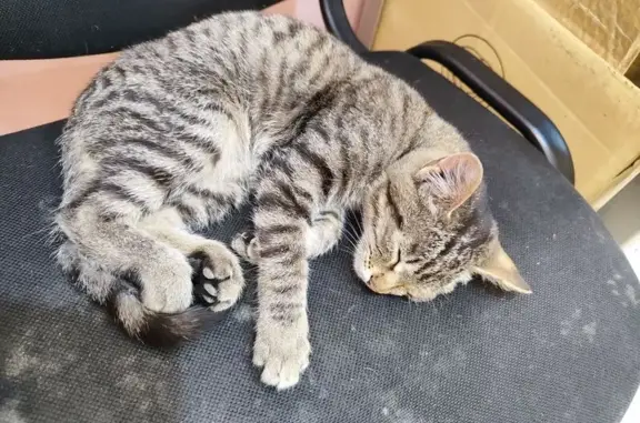 Котенок найден в магазине, Якутск, ул. 50 лет Советской Армии, 11/2