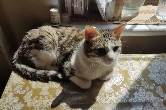 Кошки потеряшки, Тула, фото: Потеряшка кошка, ул. Степанова, 34, Тула