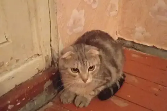 Найденные животные Тверская область, фото: Найден вислоухий котик, Химинститута 20