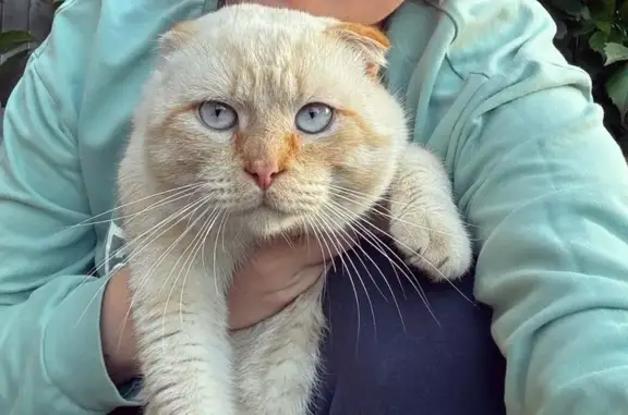 Пропала кошка, Удачная ул., Магистральное