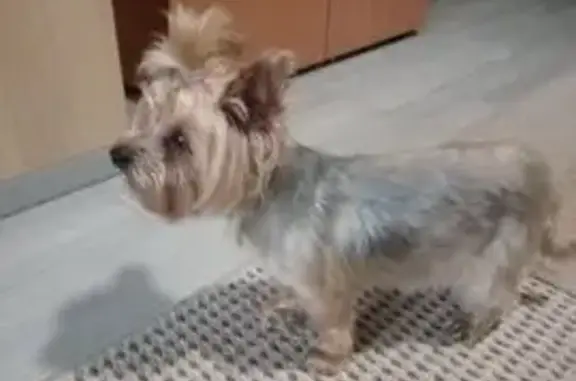 Йорк найден, ул. Гидростроителей, 67, Краснодар