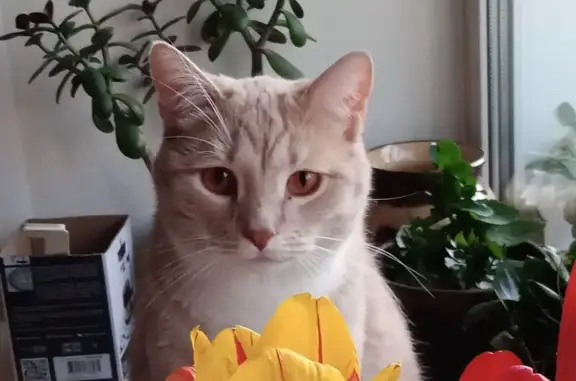 Кошки потеряшки, Томск, фото: Потеряшка кошка, ул. Лыткина, 6, Томск