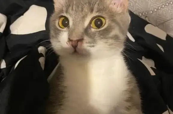 Пропала кошка, ул. Лесная, 21, Сатка