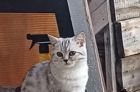 Пропала кошка на Студенецкой, Балаково