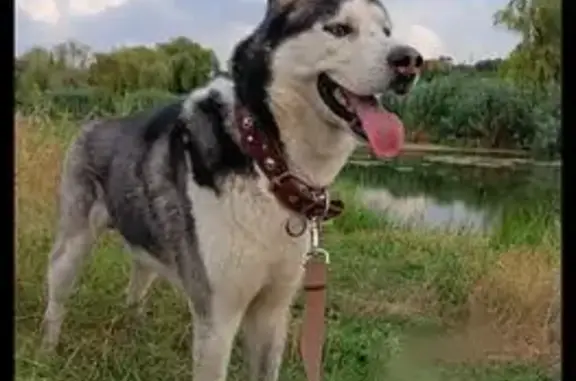 Потерянные животные городской округ Новочеркасск, фото: Пропала хаски Рой, Сенная пл., 10