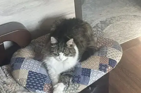 Кошки потеряшки, Хохольский, фото: Потеряшка кошка, Заводская ул., Хохольский