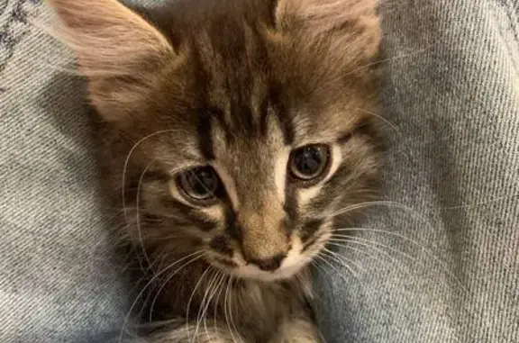 Пропала кошка, ул. Кирова, 1, Коряжма