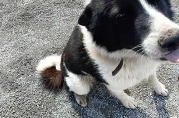 Найдена собака, Магнитогорск, фото: Собака найдена: ул. Гагарина, Магнитогорск