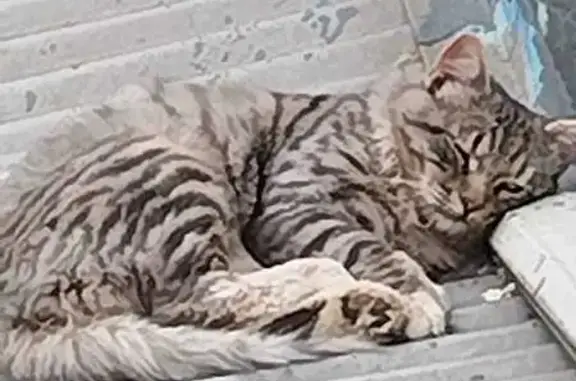 Пропала кошка, 2-я Синичкина, 22, Москва