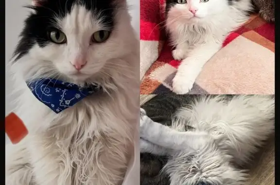 Пропала кошка, ул. Соломиной, 22, Новокузнецк