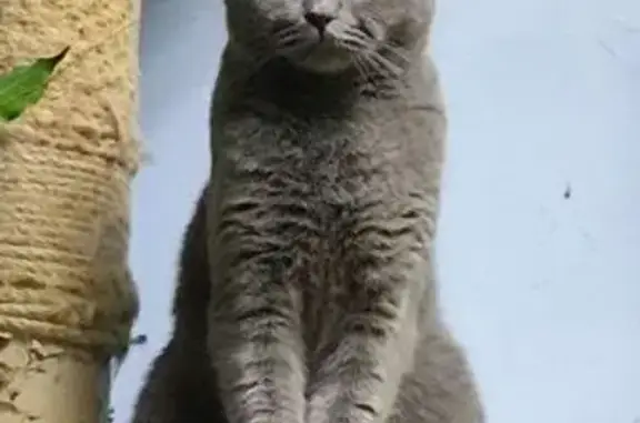 Кошки потеряшки, Тамбовская область, фото: Потеряшка кошка, Тамбов, 1 июня