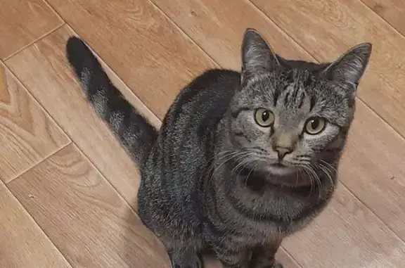 Кошки потеряшки, Березово (село) (новокузнецкий), фото: Потеряшка кошка, Школьный пер., 2А, Берёзово