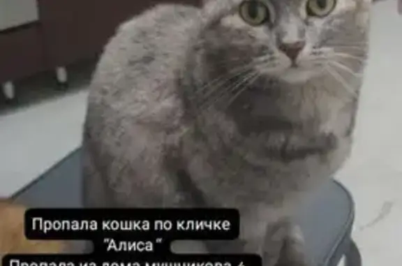 Пропала кошка, Георгия Мушникова 4, Уфа
