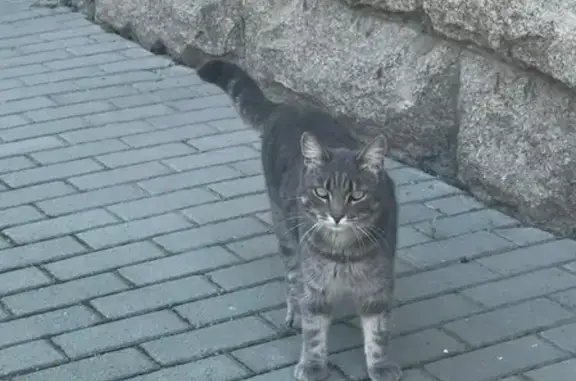 Кот найден, Кулагина 16, Барнаул