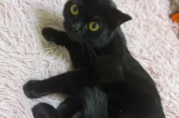 Найденные животные Комсомольск-на-Амуре, фото: Кошка найдена: Первостроителей, 20