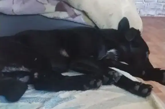 Черная собака найдена, Славянская 67, Краснодар