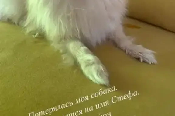 Пропала собака на ул. Кувыкина, Уфа