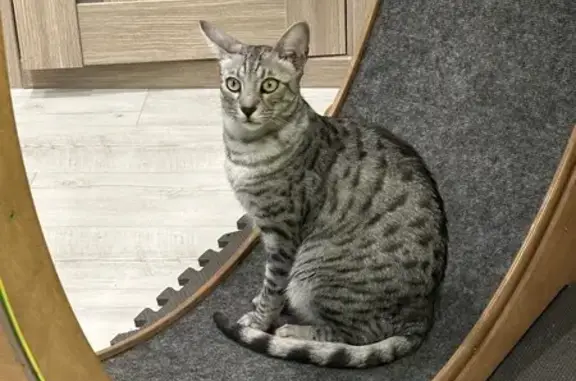 Кошки потеряшки, Московская область, фото: Потеряшка серый котик, 295, МО