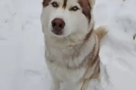 Пропала собака, Чувашия