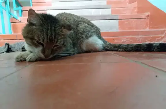 Кот найден: Машиностроителей 2, Йошкар-Ола