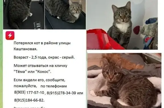 Пропала кошка, Люберцы, Каштановая 6/2