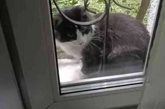 Найденные животные Москва, фото: Найдена кошка, ул. Кухмистерова, 13