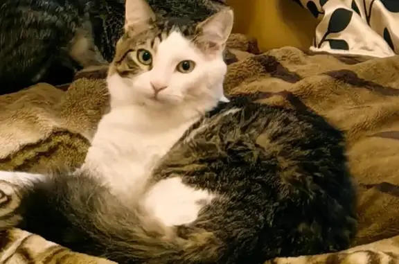 Пропала кошка, ул. Гагарина, 6, Ярцево