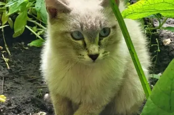 Кошка найдена на Красноярский Рабочий, 43